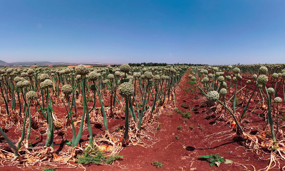 Blooming onion field in Yavne'el Plateau facing Mount Tabor, Israel