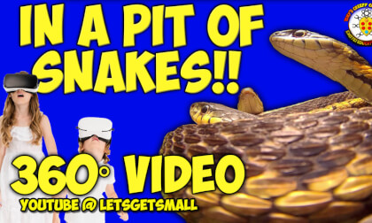 360° Video | Insane Video of Young Garter Snakes and Milk Snakes VR Video 360° Video | Insane Video of Young Garter Snakes and Milk Snakes VR