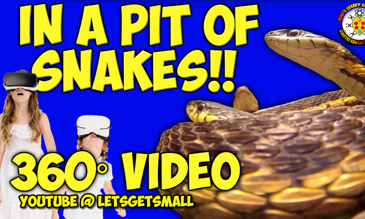 360° Video | Insane Video of Young Garter Snakes and Milk Snakes