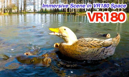 [VR180] Duck vs. Koi! A Cute Feeding Battle at the Garden Pond / 3D video in VR180