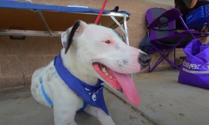 The Adoptable Dogs of PAW July 2023 3D 180 VR The Adoptable Dogs of PAW July 2023 3D 180 VR