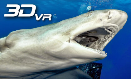 Shark feeding in Jupiter Florida