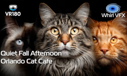 Orlando Cat Cafe: A Lazy Fall Afternoon | Calm Holiday Escape | VR180 8K 3D
