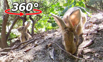 VR 360° | A slope with many tree roots. No problem for the rabbits!