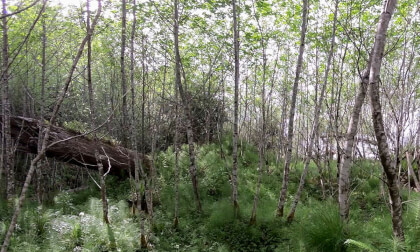 Wind in the Alders