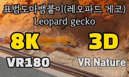 [VR Nature] Leopard gecko 표범도마뱀붙이(레오파드 게코) @김포파충류샵도마뱀