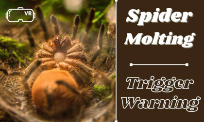 Closeup of Tarantula Molting