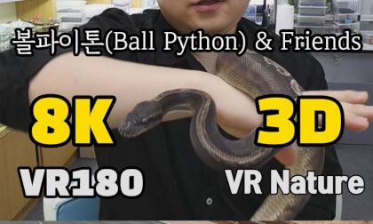 [VR Nature] Ball Python, Black Kingsnake, Hognose Snake 볼파이톤, 블랙킹, 호그노즈 스네이크 ‪@김포파충류샵도마뱀