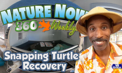 Snapping Turtle Recovery  - VR 360