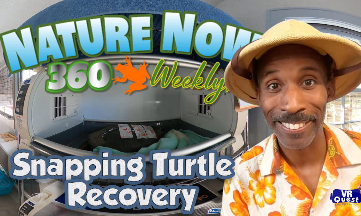 Snapping Turtle Recovery - VR 360