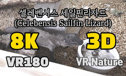 [VR Nature] 셀레벤시스 세일핀리자드 (Celebensis Sailfin Lizard) ‪ @김포파충류샵도마뱀