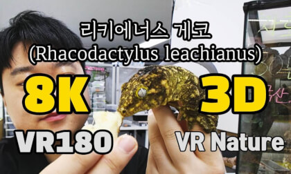 [VR Nature] Rhacodactylus leachianus (리키에너스 게코) ‪ @김포파충류샵도마뱀