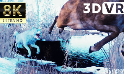 Wolf Hunting - 8K ULTRA HD 60FPS Wolf Hunting - 8K ULTRA HD 60FPS
