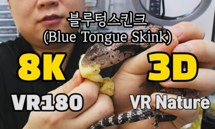 [VR Nature] Blue Tongue Skink(블루텅스킨크) ‪‪ @김포파충류샵도마뱀