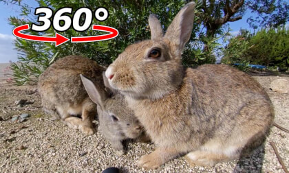 VR 360° | I tried using pellets to solve an adult rabbit's problem of monopolizing the cabbage!
