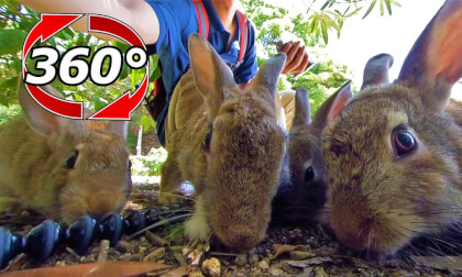 [360 Video] The rabbits surround themselves and eat together! But in the end...