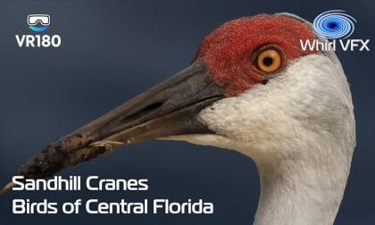 Sandhill Crane | Birds of Central Florida | VR180 8K 3D | Nature Documentary
