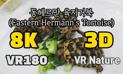 [VR Nature]‬ Eastern Hermann’s Tortoise (동헤르만 육지거북)  @김포파충류샵도마뱀