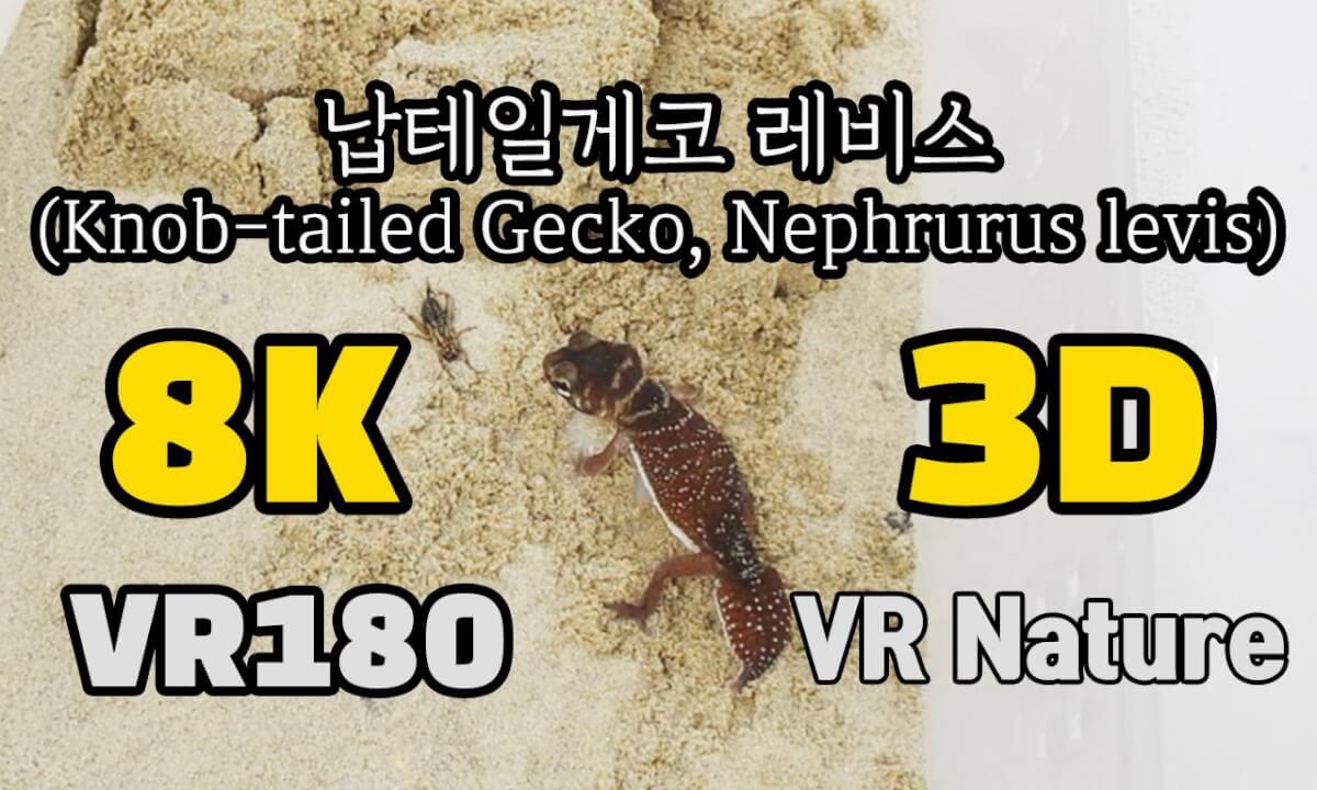 [VR Nature]‬ Knob-tailed Gecko, Nephrurus levis (납테일게코 레비스) @김포파충류샵도마뱀