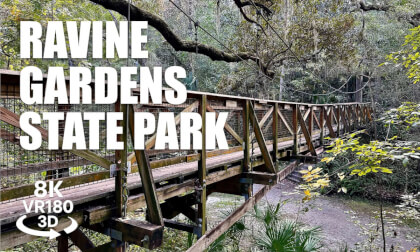 Ravine Gardens State Park VR180 8K 3D | Florida Hiking Trail | VR视频 8K 3D動画 VR旅行