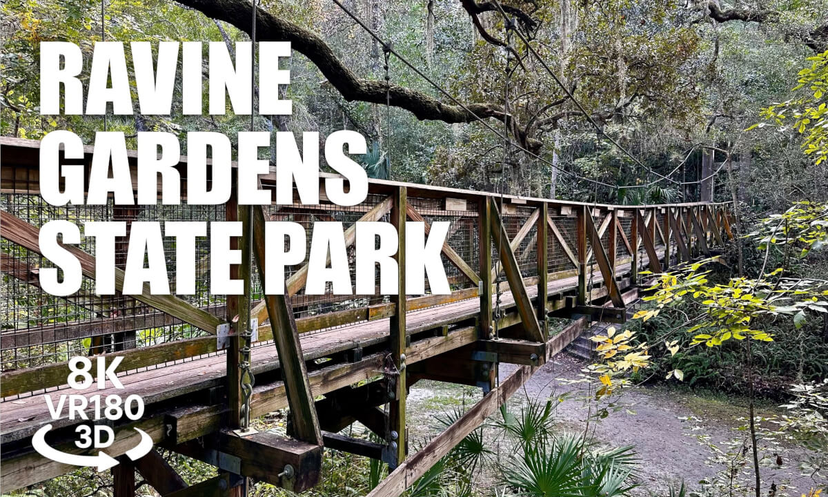 Ravine Gardens State Park VR180 8K 3D | Florida Hiking Trail | VR视频 8K 3D動画 VR旅行