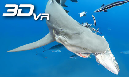 Shark bites of more than it can chew