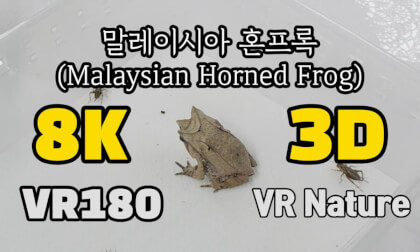[VR Nature]‬ Malaysian Horned Frog (말레이시아 혼프록)  @김포파충류샵도마뱀
