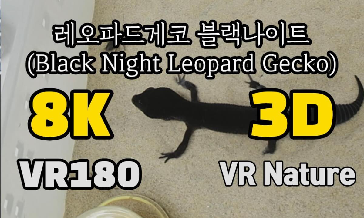 [VR Nature]‬ Black Night Leopard Gecko (레오파드게코 블랙나이트)  @김포파충류샵도마뱀