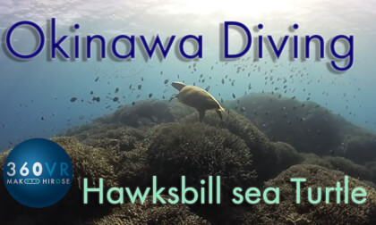 Okinawa Diving -Travel JAPAN-  [ Encounter with Hawksbill sea Turtle. JAPAN ]