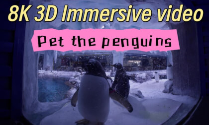 8K Immersive Video - Up-Close Encounter with Penguins