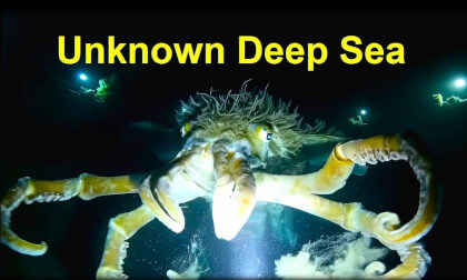 Unknown Deep Sea