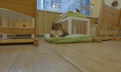 (3D180 8K60P) Cats Tea Room at Tsuen Wan (HK) VR Video (3D180 8K60P) Cats Tea Room at Tsuen Wan (HK) VR