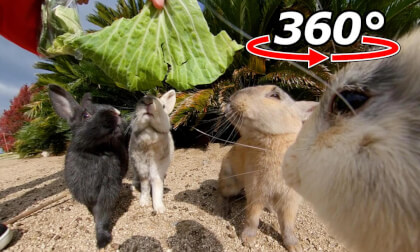 VR 360° | They gathered around the cabbage! They came excitedly to eat it!