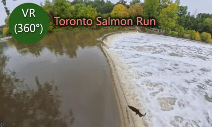 Toronto's Salmon Run at Old Mills (VR 360°) | Insta 360 x5