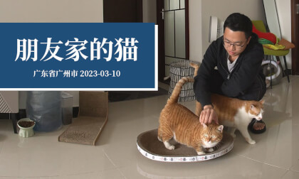 朋友家的猫 - My friend's cats VR Video 朋友家的猫 - My friend's cats VR