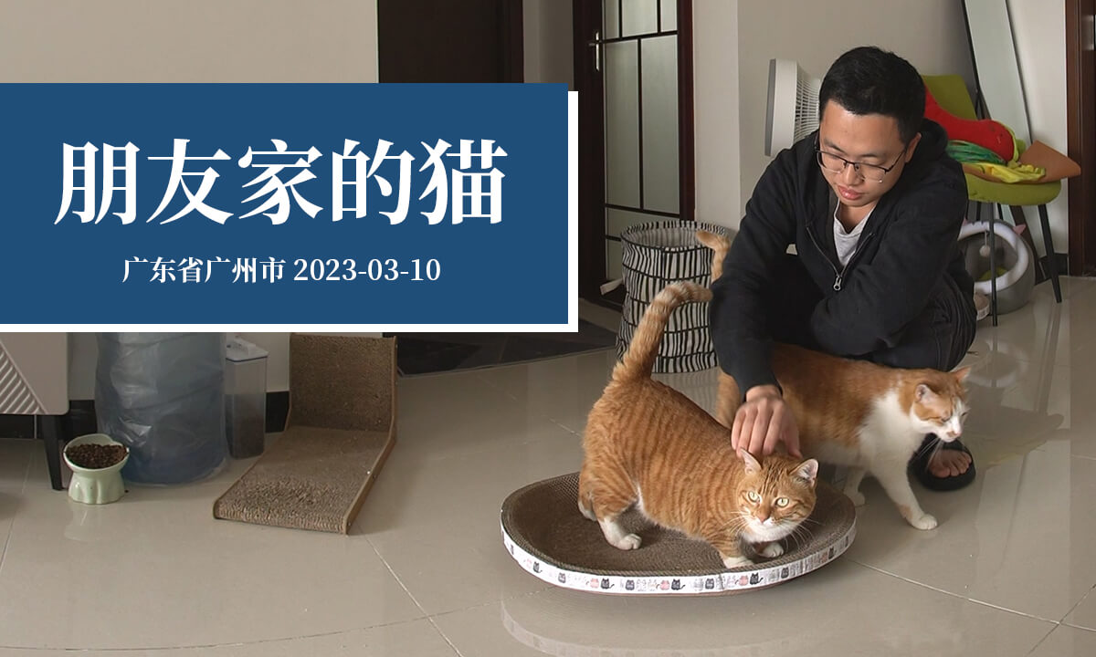 朋友家的猫 - My friend's cats
