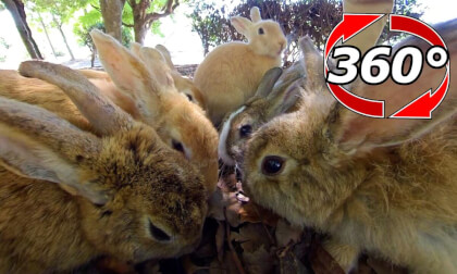 [360 Video] Fluffy Harem