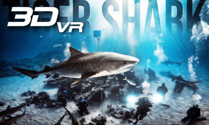 TIGER SHARK - David Attenborough - Return to Tiger Beach