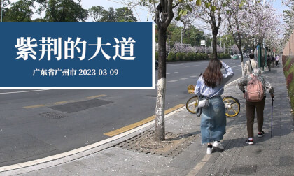 紫荆的大道 - Avenue of Bauhinia VR Video 紫荆的大道 - Avenue of Bauhinia VR