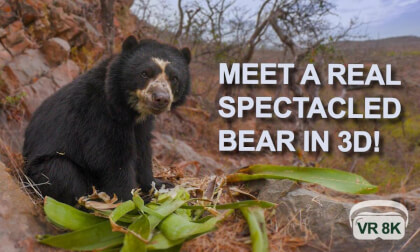 MEET A REAL SPECTACLED BEAR!  IN STUNNING 8K 3D
