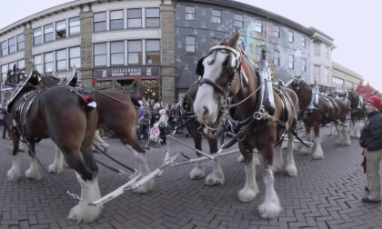 Budweiser Clydesdales Go Bowling Military Bowl
