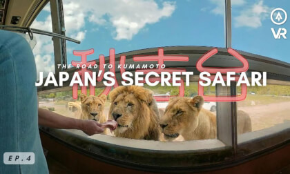 Feeding LIONS in Japan's Hidden Safari Park | Akiyoshidai Safari Land VR180