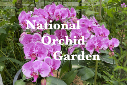 [180VR] National Orchid Garden, Singapore