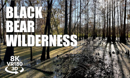 Black Bear Wilderness Hiking Trail VR180 8K 3D | Boardwalks • St Johns River | VR视频 8K 3D動画 VR旅行