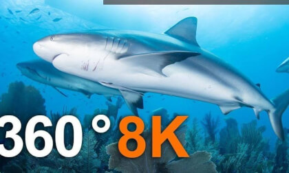 Full 360 VR Diving with sharks, 8K underwater video_Ultra clear 4K