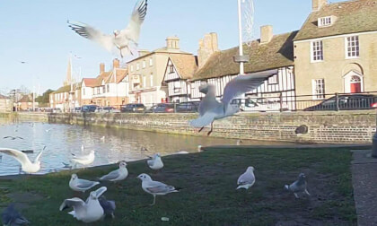 Feeding the Gulls
