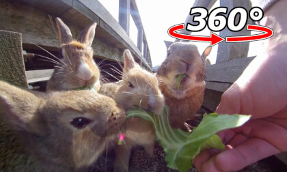 VR 360° | The whole family eats cabbage!