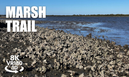 Anastasia State Park Marsh Trail VR180 8K 3D Marshlands, Canoe Launch, Coastal Nature VR视频 3D動画 VR旅行