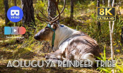 Travel China: Aoluguya Reindeer Tribe 敖鲁古雅使鹿部落 | Inner Mongolia | 8K60P 3D 180
