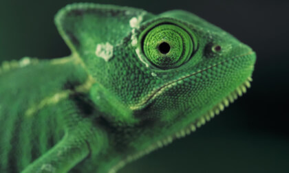 Green vailed chameleon